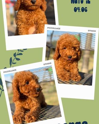 George, cucciolo di barboncino con pedigree Enci