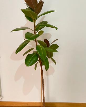 Ficus Elastica 160 cm