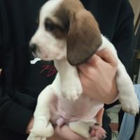 Cucciola incrocio Bassethound puro /meticcio