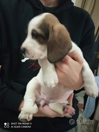 Cucciola incrocio Bassethound puro /meticcio