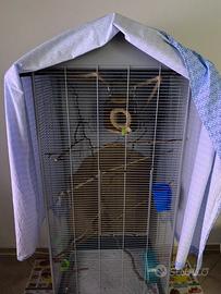 Petauri dello zucchero maschio e femmina