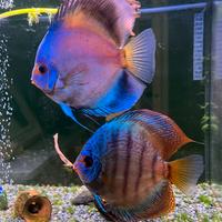 Discus