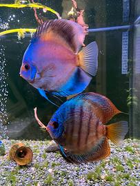 Discus