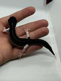 Geco leopardino
