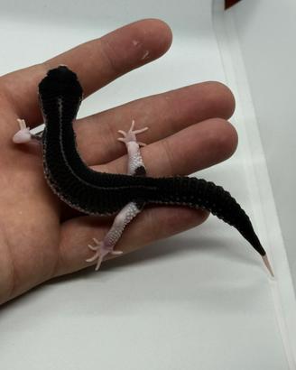Geco leopardino