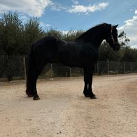 Cavallo frisone 30 mesi