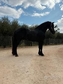 Cavallo frisone 30 mesi