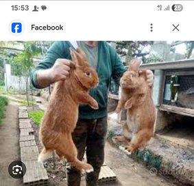 Coppia di zelanda rossi