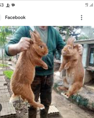 Coppia di zelanda rossi