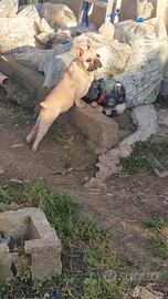 bulldog francesi