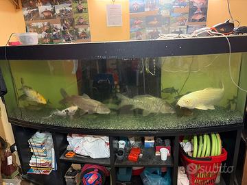 Acquario