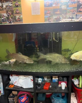 Acquario