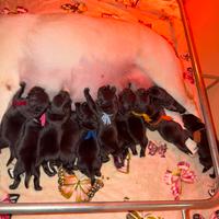 Cuccioli di labrador Retriever