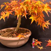 Bonsai acero Katsura