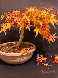 Bonsai acero Katsura