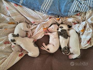 Cuccioli di Whippet