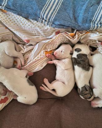 Cuccioli di Whippet