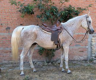 Cavallo