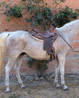 Cavallo