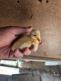 Anatroccoli anatre ti bali