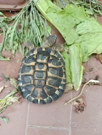 Diamo un giardino adatto per lei