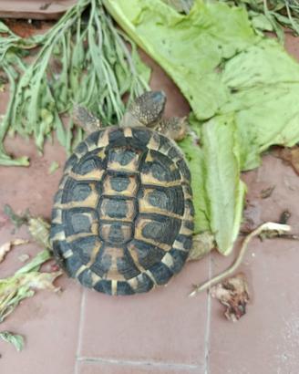 Diamo un giardino adatto per lei