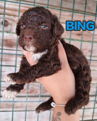 Cuccioli di lagotto romagnolo con pedigree roi