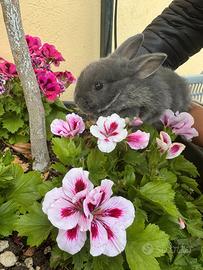 Coniglio nano ariete