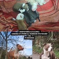 Cuccioli american pitbull terrier