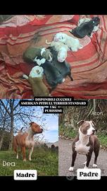 Cuccioli american pitbull terrier