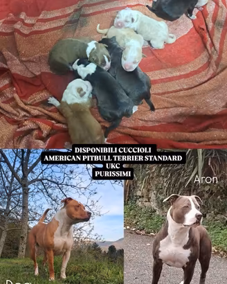 Cuccioli american pitbull terrier