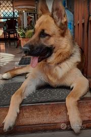 Cane pastore tedesco