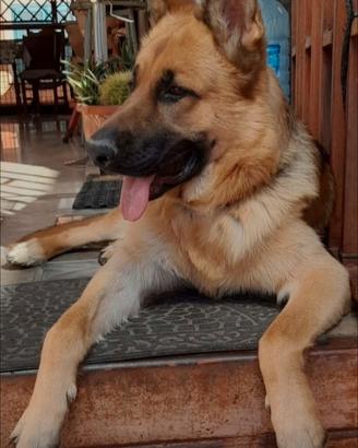 Cane pastore tedesco