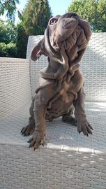 Cucciola bulldog francese BIG ROPE VELVET