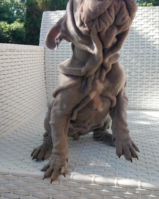 Cucciola bulldog francese BIG ROPE VELVET