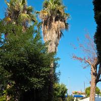 Washingtonia Robusta palma giardino puglia