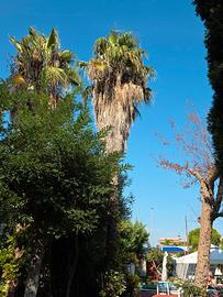 Washingtonia Robusta palma giardino puglia