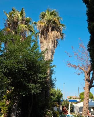 Washingtonia Robusta palma giardino puglia