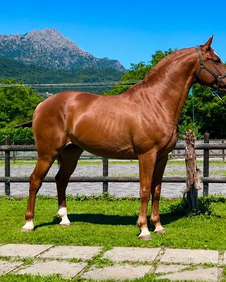 Cavallo Hispanoarabe