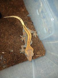 Geco cilliatus( o crestato)