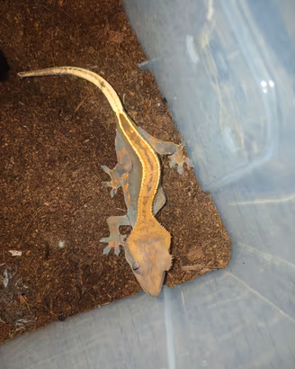 Geco cilliatus( o crestato)