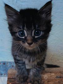 Cucciolo di gatto