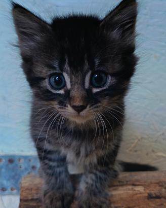 Cucciolo di gatto