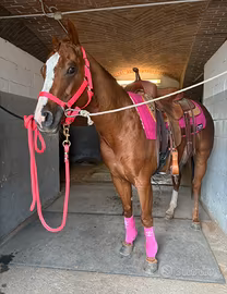 Cavallo