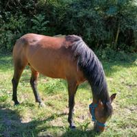 Cavalla del ventasso