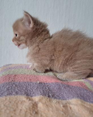 Gattini Munchkin, a zampe corte, taglia piccola