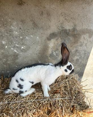 Coniglio gigante papillon