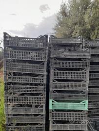 Cassette di plastica per frutta e ortaggi
