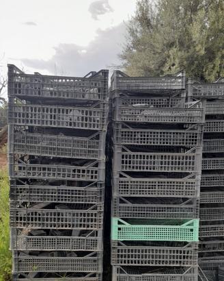 Cassette di plastica per frutta e ortaggi