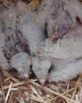 Pulli gheppio americano